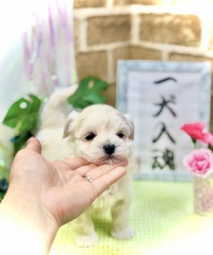 ミックス犬(トイプードル×マルチーズ)【愛知県・女の子・2021年3月25日・クリーム】の写真「両親遺伝子検査クリア♡お上品なお顔立ちです♡」