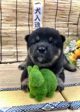 柴犬(豆柴)【愛知県・男の子・2021年5月20日・黒】の写真「母→豆柴☆父→豆柴認定犬☆ムチムチワガママBODY」