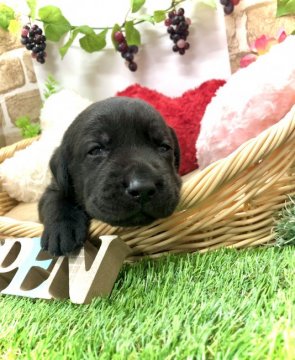 ラブラドールレトリバー【愛知県・男の子・2021年8月26日・ブラック】の写真「父親JKCチャンピオン犬☆一番小ぶりな男の子☆」