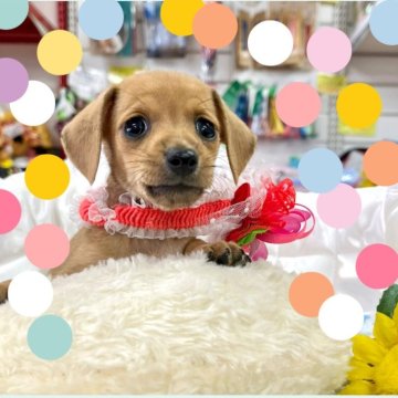 ミックス(ダックスフンド×ミニチュアピンシャー)【愛知県・女の子・2024年7月29日・フォーン】の写真「小ぶりでタレ目がチャームポイントの女の子☆」