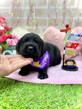 ラブラドールレトリバー【愛知県・男の子・2022年3月27日・ブラック】の写真「パパ良血統☆ママ甘えん坊☆1番小さい男の子☆」