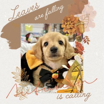 ミニチュアダックスフンド(ロング)【愛知県・女の子・2024年8月8日・ゴールド】の写真「モデル級美少女☆パパはカニンヘン☆」