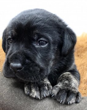 ラブラドールレトリバー【愛知県・男の子・2020年12月20日・ブラック】の写真「個性的でムチムチボディ☆お顔も可愛い男の子☆」