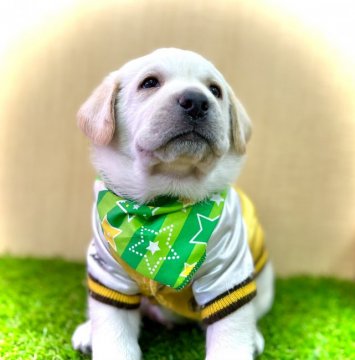 ラブラドールレトリバー【愛知県・男の子・2021年8月26日・イエロー】の写真「父親JKCチャンピオン犬☆おっとりくん☆」