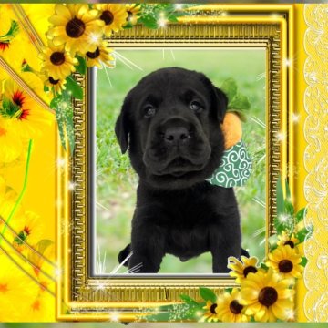 ラブラドールレトリバー【愛知県・男の子・2024年8月2日・ブラック】の写真「ムチムチ王子☆のんびりコロコロ転がってます☆」