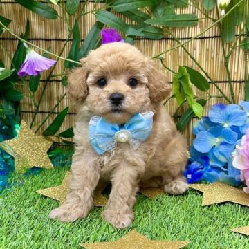 トイプードル(トイ)【愛知県・男の子・2022年5月14日・クリーム】の写真「タイニーからトイ予想です☆パパ良血統☆」