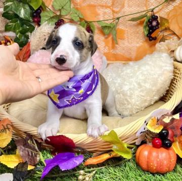 ウィペット【愛知県・男の子・2022年8月24日・ブリンドルホワイト】の写真「飼いやすい中型犬です☆良血統☆両親面会できます☆」