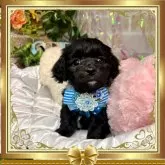 マルックス(マルチーズ×ダックスフンド)【愛知県・男の子・2023年12月16日・シルバー】の写真1「2/2撮影」