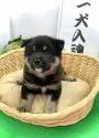 柴犬(標準サイズ)【愛知県・男の子・2021年2月14日・黒】の写真1「4/2撮影」