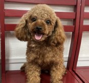 タイニープードル【・男の子・2022年6月25日・レッド】