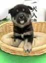 柴犬(標準サイズ)【愛知県・男の子・2021年2月14日・黒】の写真2「4/2撮影」