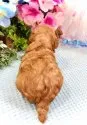 トイプードル(トイ)【愛知県・男の子・2021年5月2日・アプリコット】の写真3「5/28撮影」