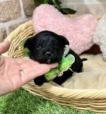 ミックス(チワワ×トイプードル)、チワプー【愛知県・男の子・2023年3月25日・ブラック】の写真3「4/24撮影」