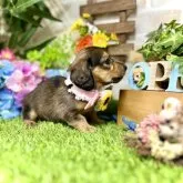 カニンヘンダックスフンド(ロング)【愛知県・女の子・2023年4月8日・レッド】の写真3「5/24撮影」