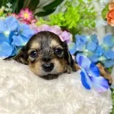 カニンヘンダックスフンド(ロング)【愛知県・女の子・2023年4月8日・レッド】の写真4「5/16撮影」