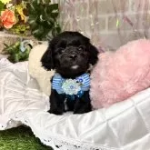 マルックス(マルチーズ×ダックスフンド)【愛知県・男の子・2023年12月16日・シルバー】の写真4「2/2撮影」