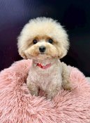 ティーカッププードル【・女の子・2023年5月20日・レッド】