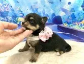 ミックス(母:ポメラニアン✖️父:チワワ)【愛知県・女の子・2021年8月1日・ブラックタン】の写真5「9/2撮影」