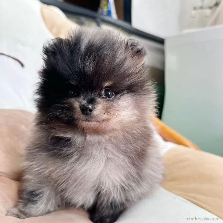 ID：2411-04340の子犬