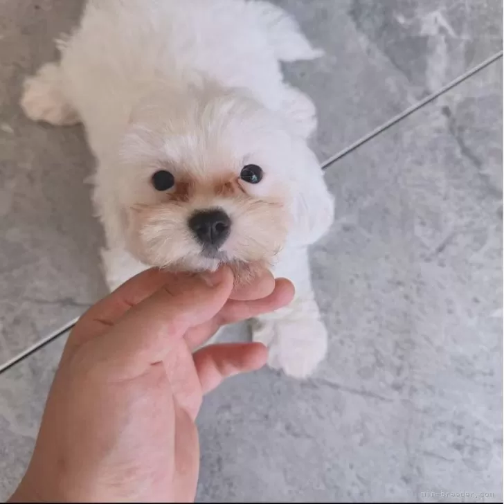 ID：2509-04997の子犬