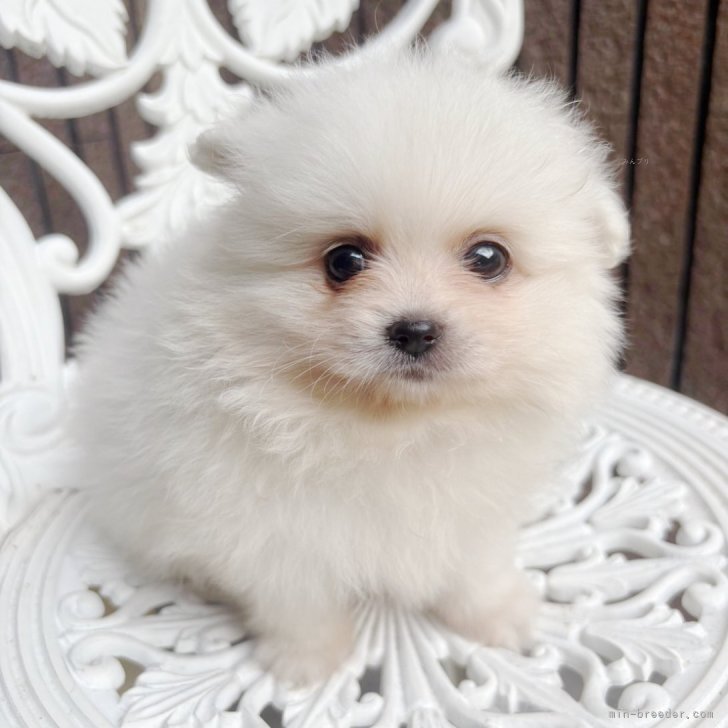 ポメラニアンの人様 ポメラニアン【神奈川県・女の子・2025年7月25日・ホワイト