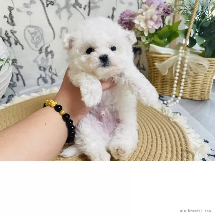 ID：2504-02292の子犬