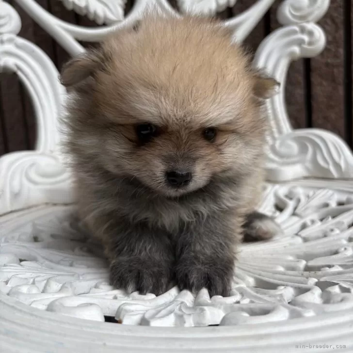 ID：2509-04197の子犬