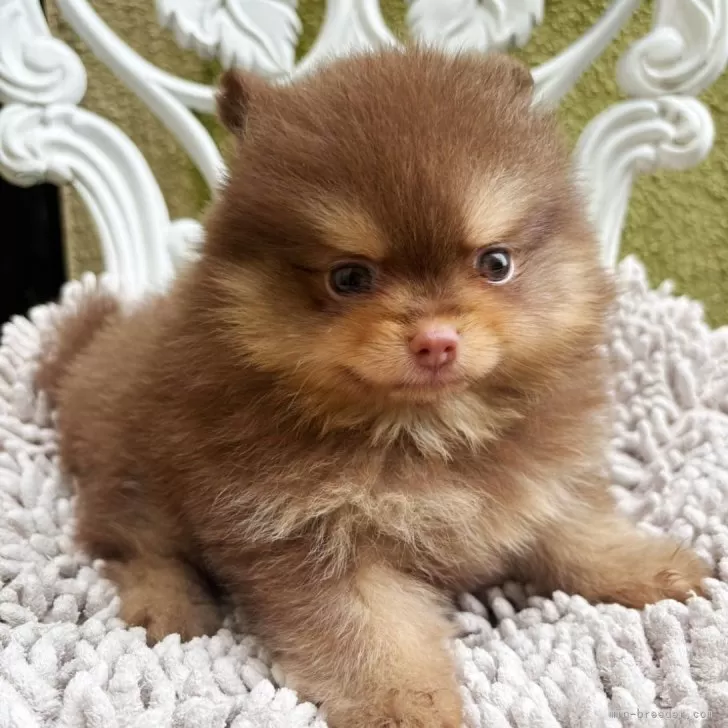 ID：2509-02281の子犬
