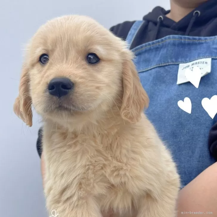 アオジュン 様のお迎えした子犬