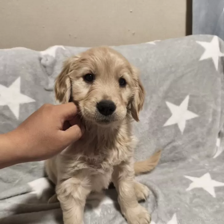 ID:2501-01240の子犬