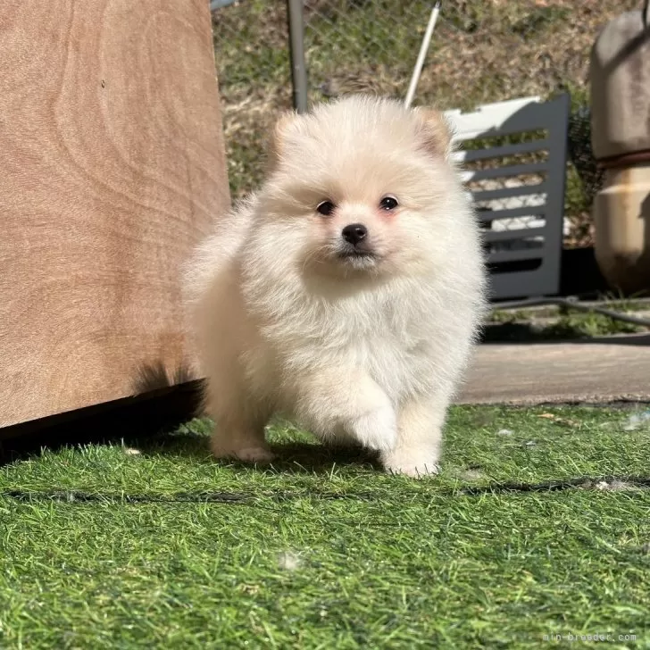 ID：2501-06101の子犬