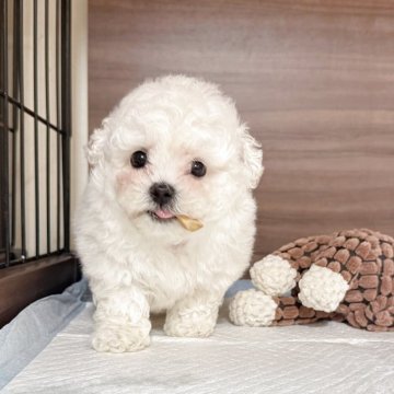 ビションフリーゼ【神奈川県・男の子・2025年4月21日・白】の写真「ビジョン」