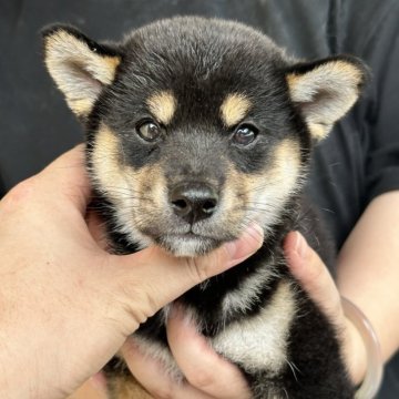 柴犬(標準サイズ)【神奈川県・男の子・2025年7月8日・ブラックタン】の写真「自宅ペットで生まれたシバちゃん」