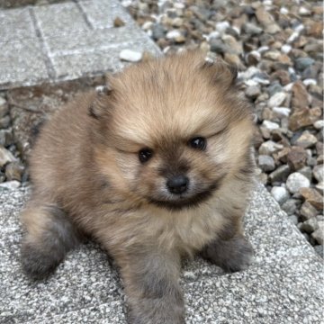 ポメラニアン【神奈川県・女の子・2025年4月18日・オレンジセーブル】の写真「ゆうの子」
