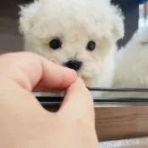 ビションフリーゼ