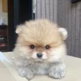 ポメラニアン