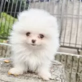 ポメラニアン