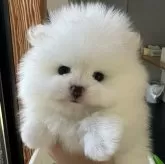 ポメラニアン