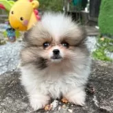 ポメラニアン