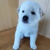 柴犬(標準サイズ)