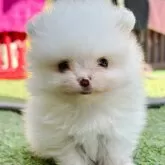 ポメラニアン