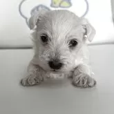 ウエストハイランドホワイトテリア