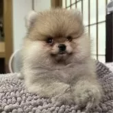 ポメラニアン