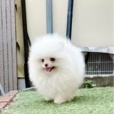 ポメラニアン