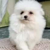ポメラニアン