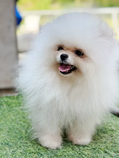 オーダー受付　ポメラニアン　ご予約ページ　7/21 ポメラニアン【千葉県・女の子・2025年7月31日・クリーム