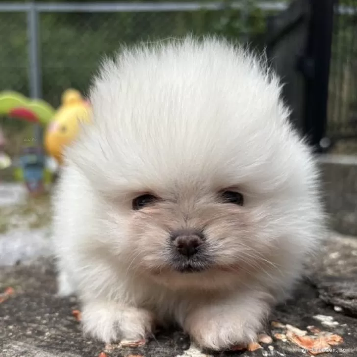 オーダー受付　ポメラニアン　ご予約ページ　7/21 ポメラニアン【千葉県・女の子・2025年7月31日・クリーム