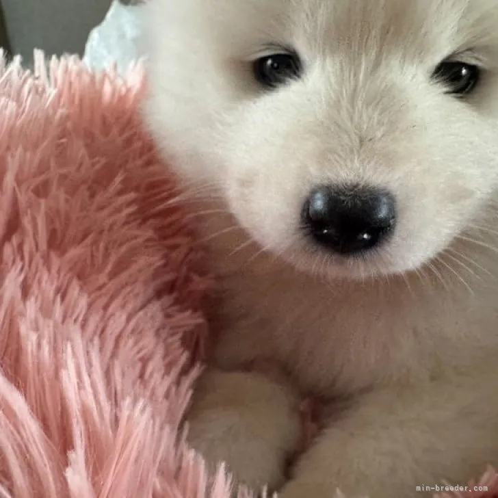 ID：2309-05754の子犬