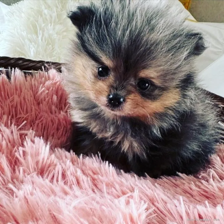 ID：2310-03083の子犬