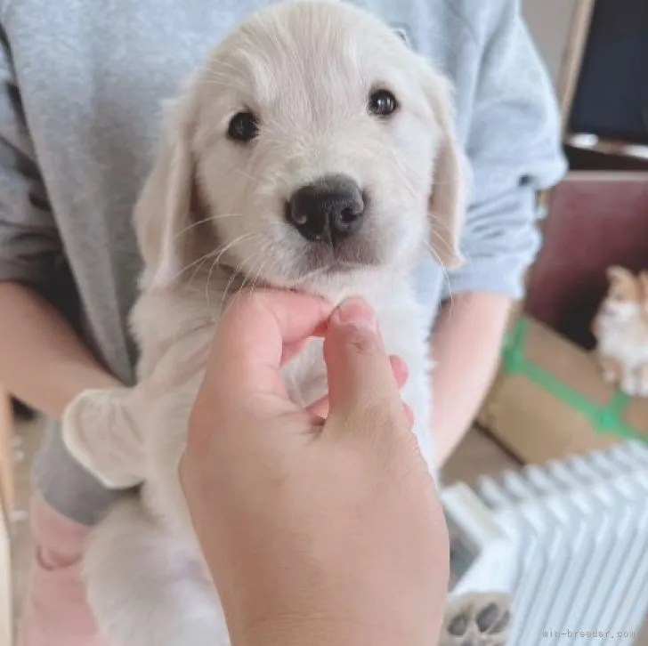 ID:2312-00668の子犬